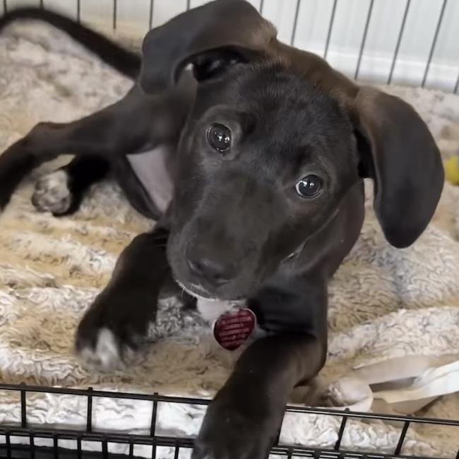 Monet Pup - Kahlo, a Adoptable mixed breed in San Diego, CA image 2/3