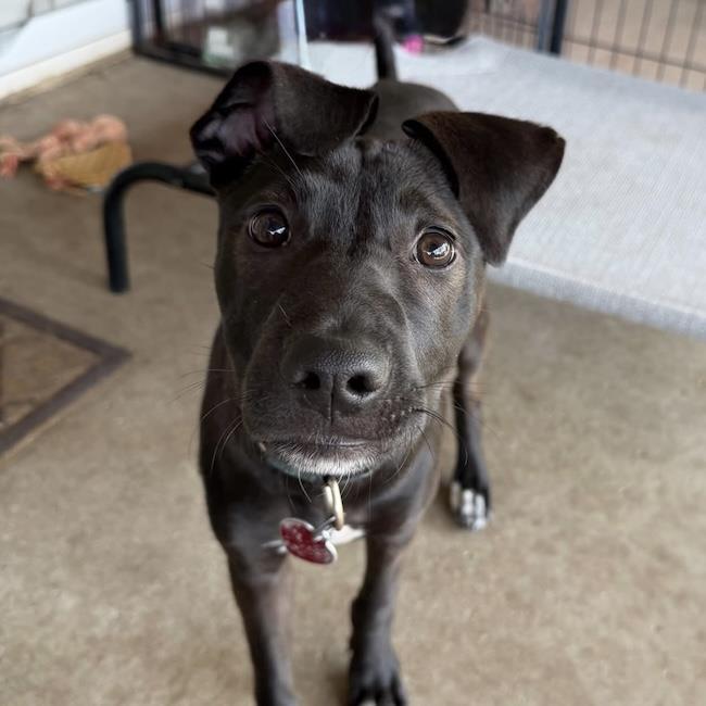 Monet Pup - Kahlo, a Adoptable mixed breed in San Diego, CA image 3/3