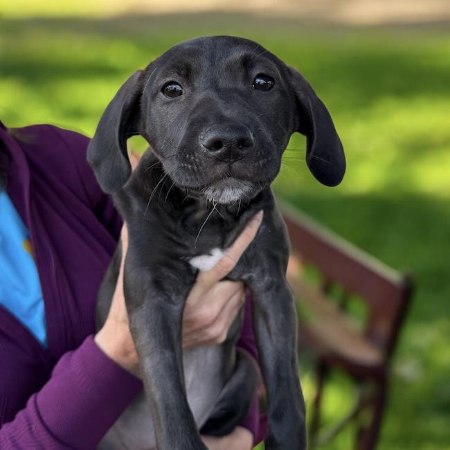 Enlarge Monet Pup - Kahlo, a Adoptable mixed breed in San Diego, CA image 3/3