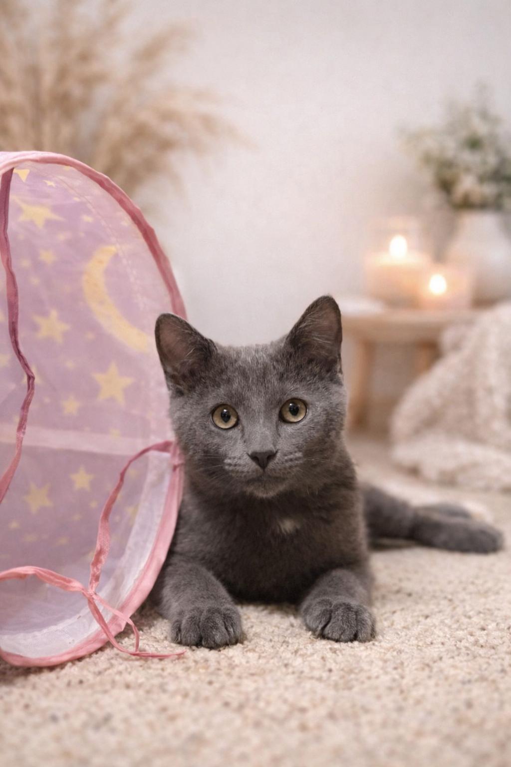 Bluey, adopted, Kitten Male Russian Blue.