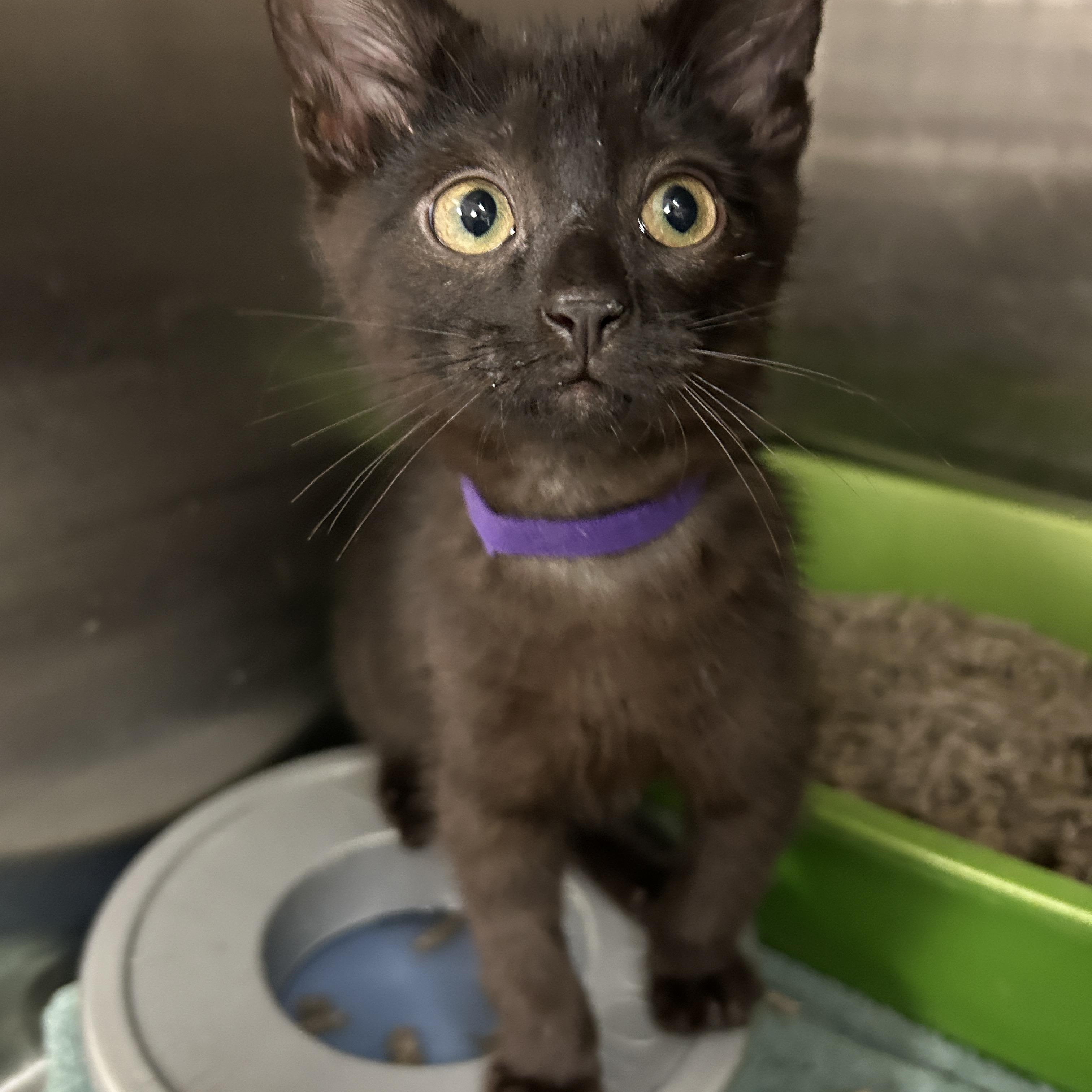 Archies 1 of 3, Baby Male Domestic Short Hair