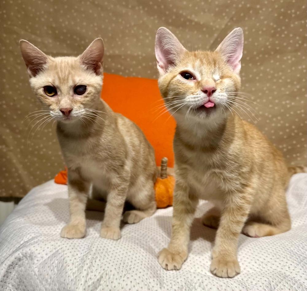 Kale, Adoptable, Kitten Male Domestic Short Hair.