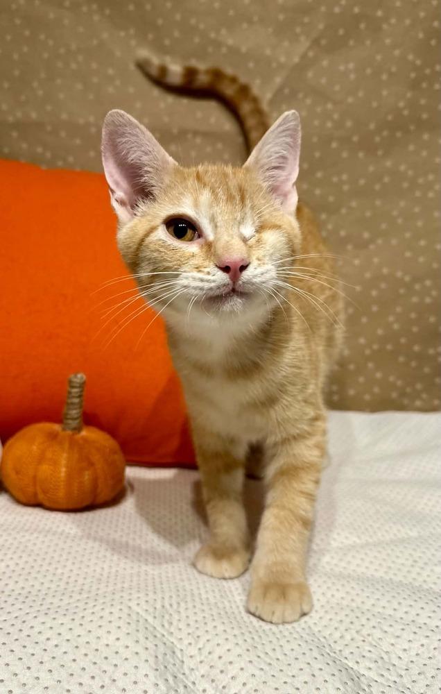 Enlarge Kale, a Adoptable mixed breed in Groveland, MA image 2/5