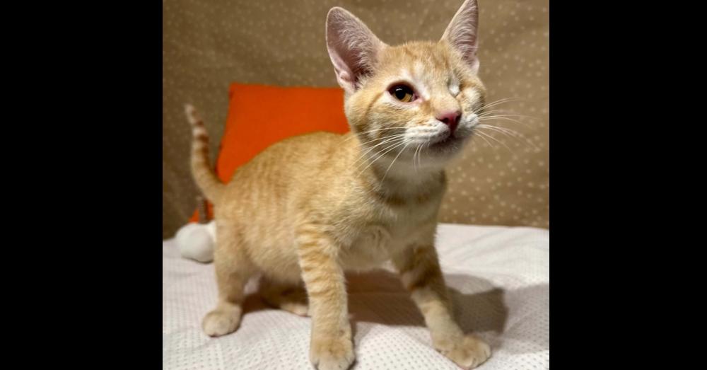 Enlarge Kale, a Adoptable mixed breed in Groveland, MA image 3/5