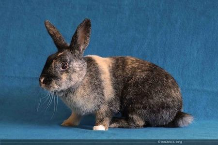 Enlarge Mistletoe aka Mrs Tuzi, a Adoptable Harlequin in Scotts Valley, CA image 1/5
