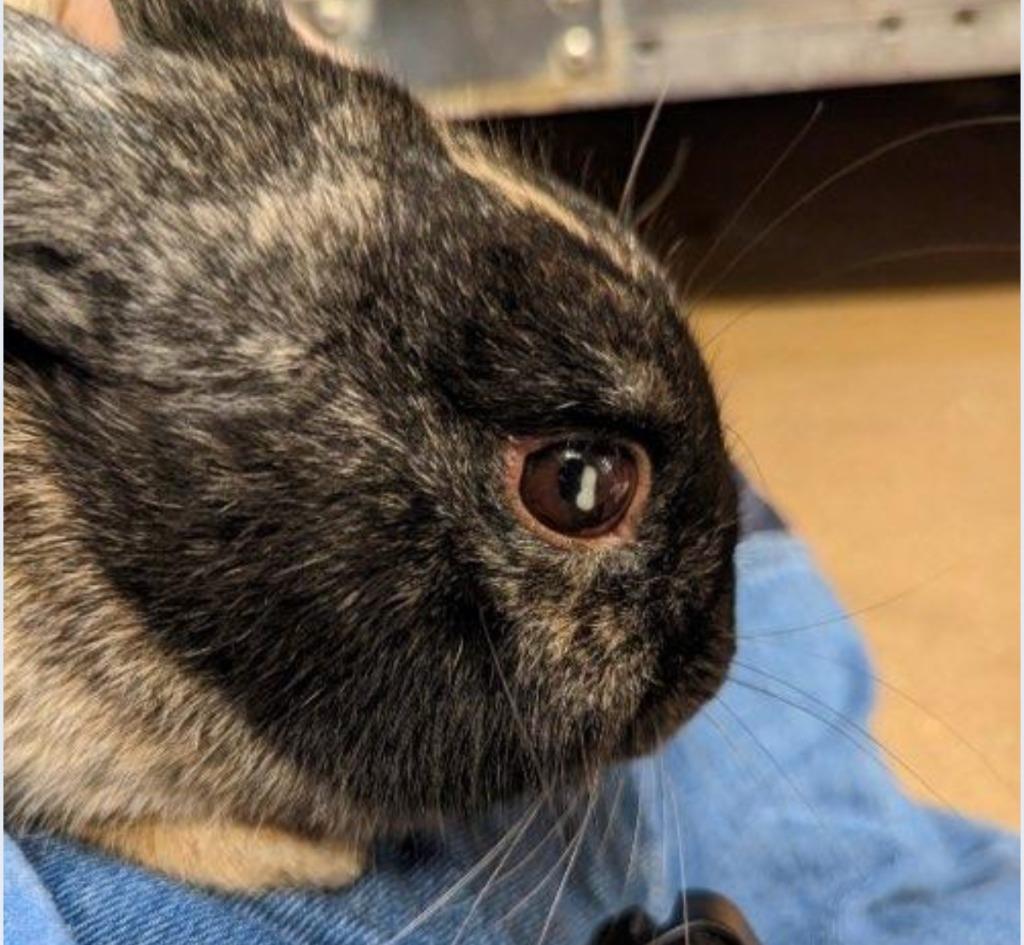 Enlarge Mistletoe aka Mrs Tuzi, a Adoptable Harlequin in Scotts Valley, CA image 2/5