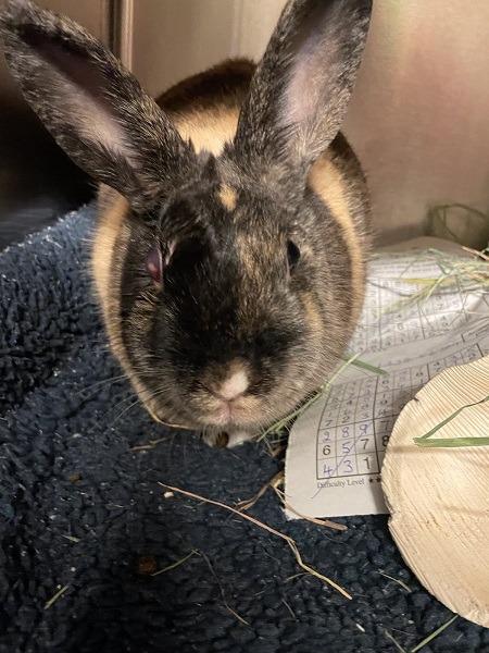 Enlarge Mistletoe aka Mrs Tuzi, a Adoptable Harlequin in Scotts Valley, CA image 3/5