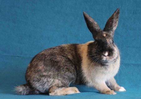 Enlarge Mistletoe aka Mrs Tuzi, a Adoptable Harlequin in Scotts Valley, CA image 1/1