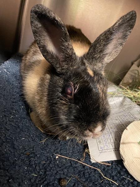 Enlarge Mistletoe aka Mrs Tuzi, a Adoptable Harlequin in Scotts Valley, CA image 5/5