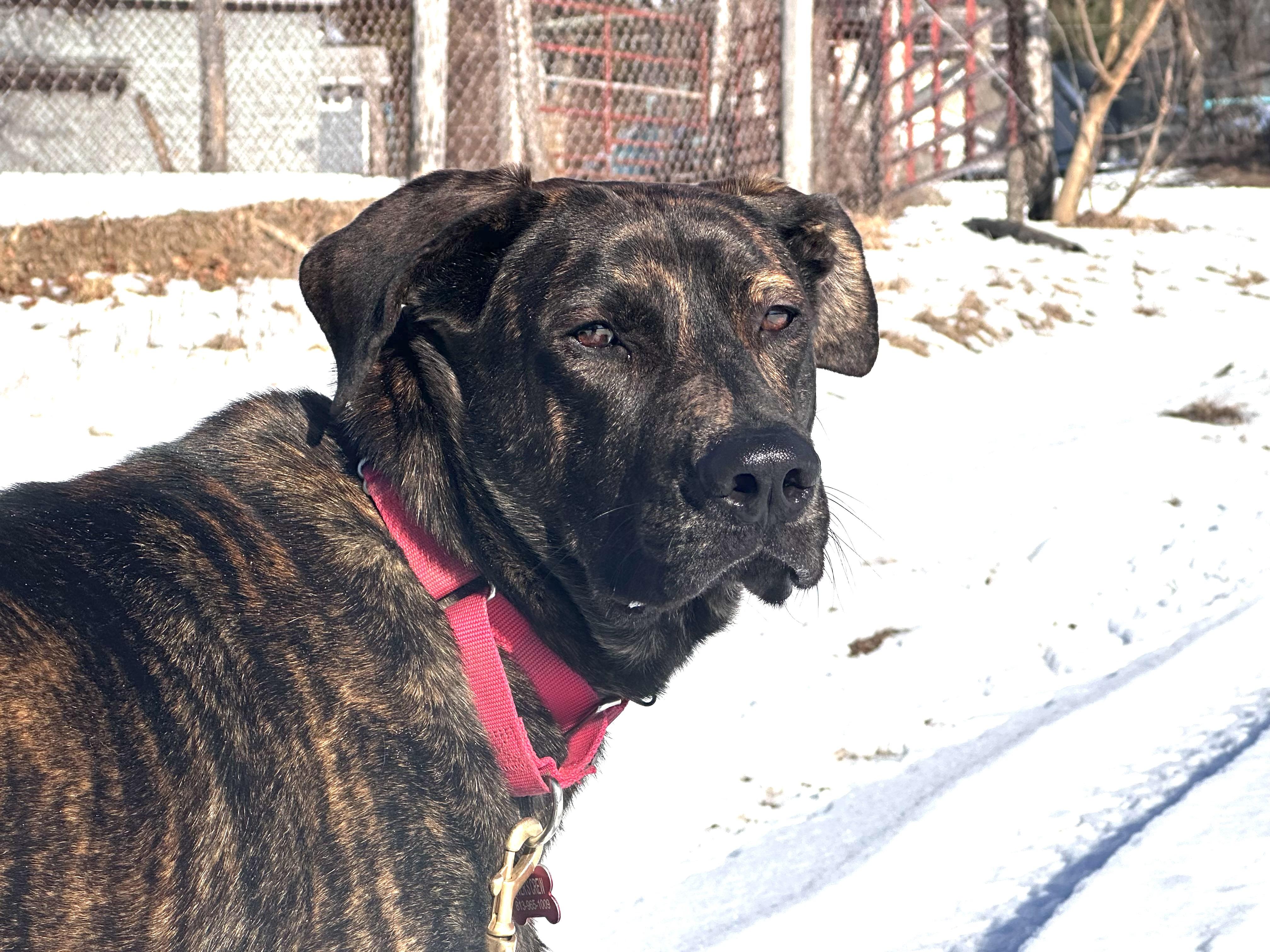 Enlarge FOSSE, a Adopted mixed breed in New Paltz, NY image 1/5