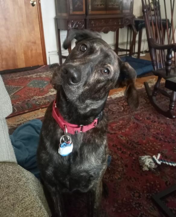 FOSSE, Adopted, Young Male Labrador Retriever & Plott Hound.