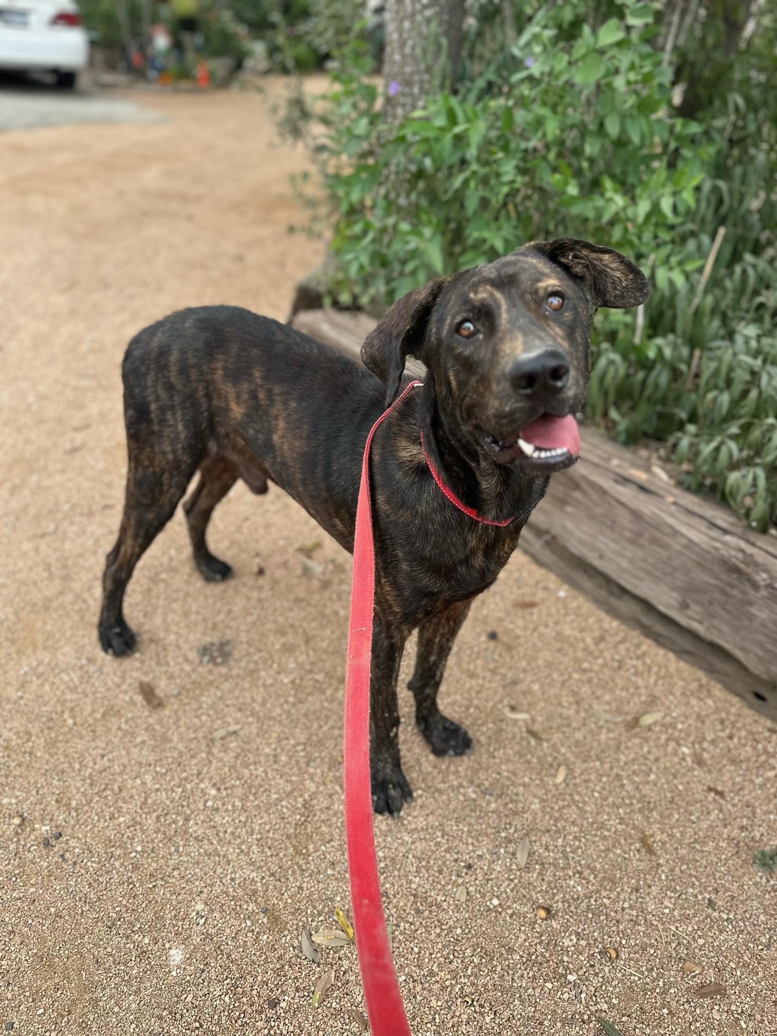 Enlarge FOSSE, a Adopted mixed breed in New Paltz, NY image 3/5