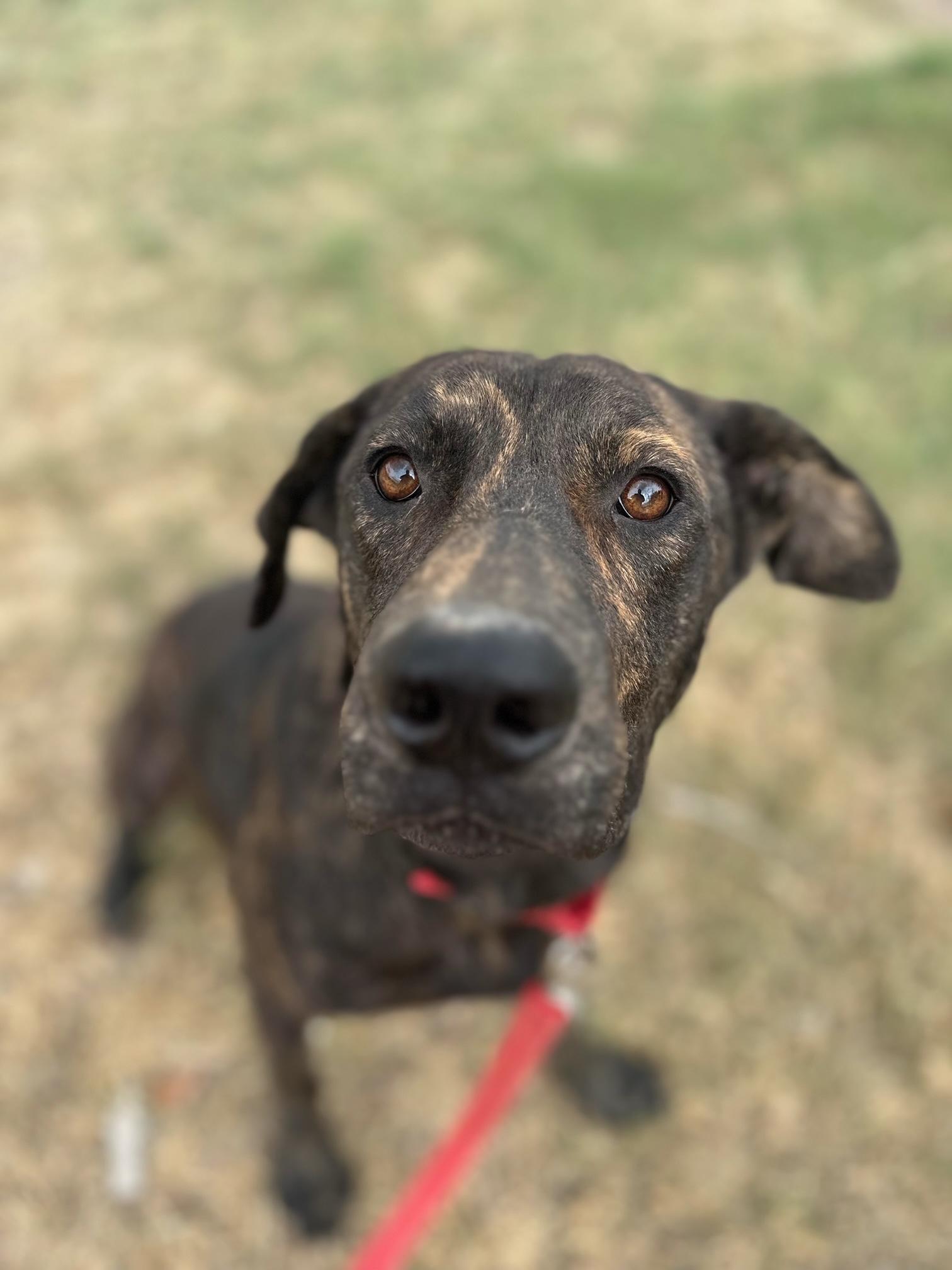 Enlarge FOSSE, a Adopted mixed breed in New Paltz, NY image 4/5