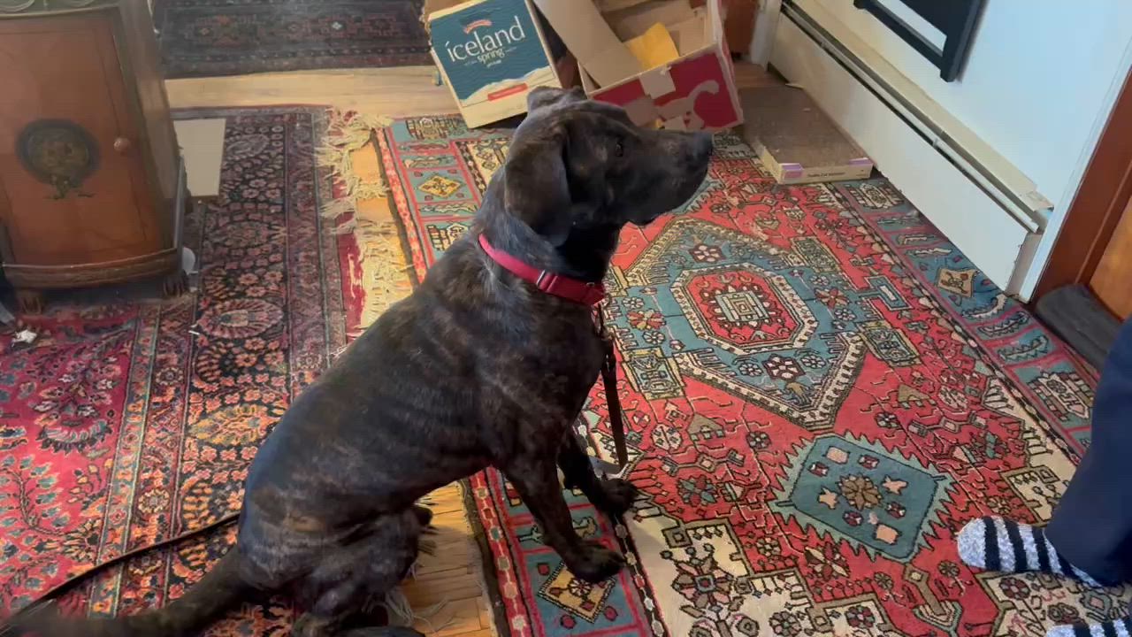 Enlarge FOSSE, a Adopted mixed breed in New Paltz, NY video 5/5