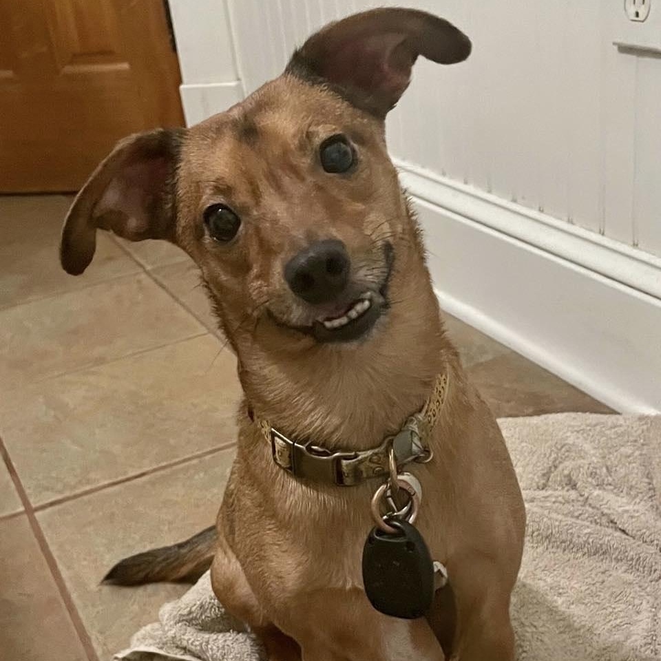 BEAR, a Adoptable mixed breed in Madisonville, LA image 3/5