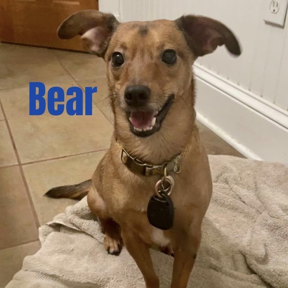 BEAR, a Adoptable mixed breed in Madisonville, LA image 4/5