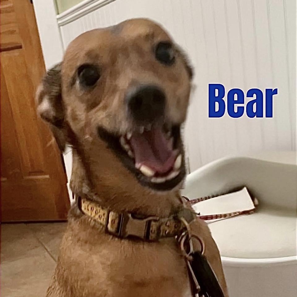 BEAR, a Adoptable mixed breed in Madisonville, LA image 1/5
