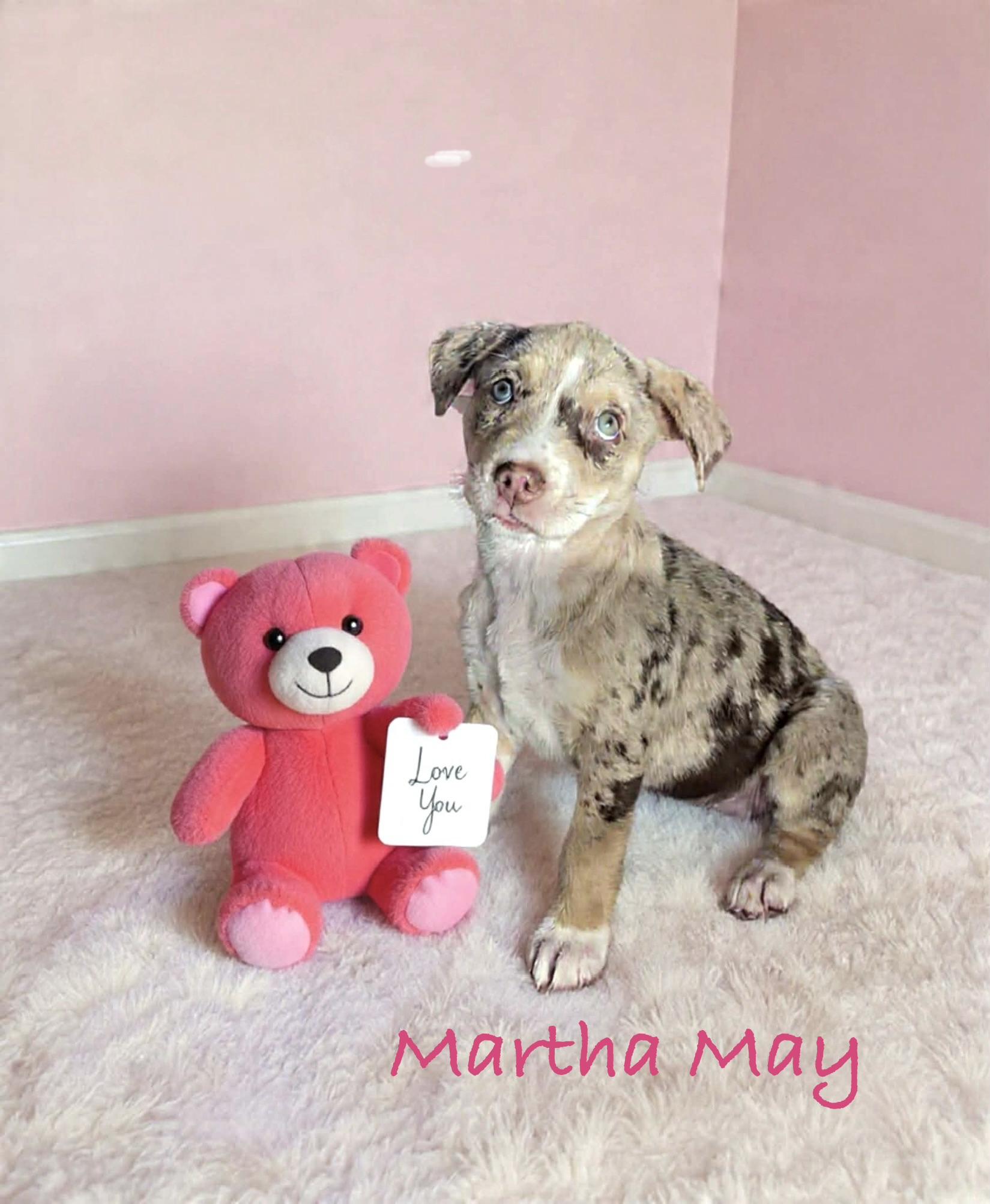 Martha May, ADOPTABLE, Puppy Female Catahoula Leopard Dog.