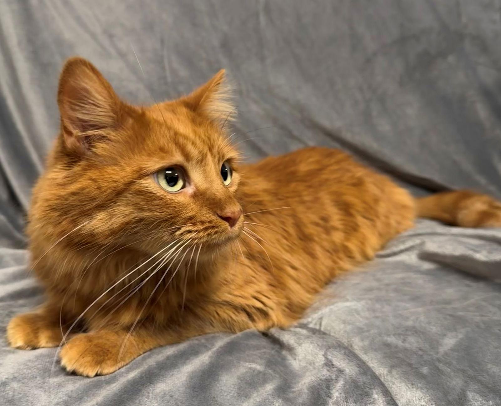 Enlarge Peaches, a Adoptable mixed breed in Palo Alto, CA image 1/3