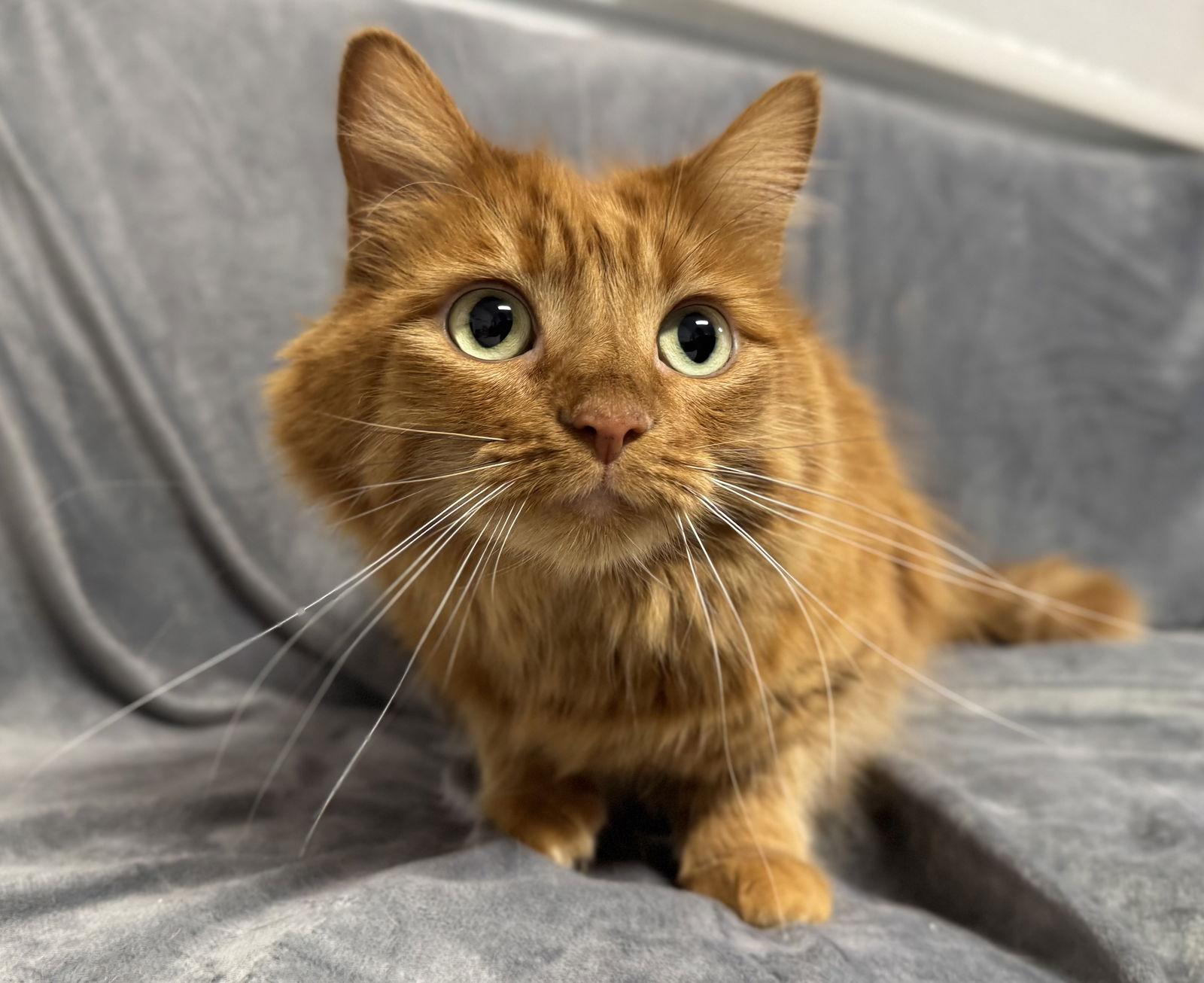 Enlarge Peaches, a Adoptable mixed breed in Palo Alto, CA image 2/3