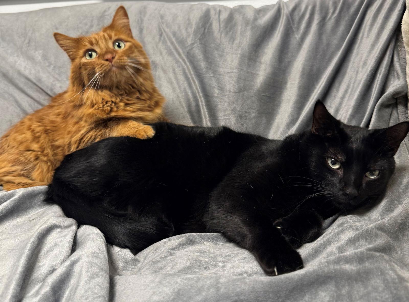 Enlarge Peaches & Eddie, a Adoptable mixed breed in Palo Alto, CA image 1/3