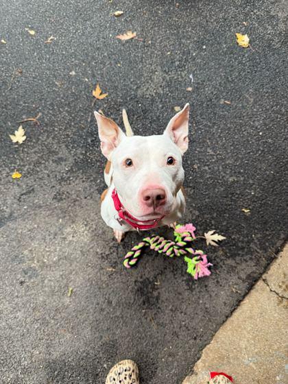Babe, Adoptable, Adult Female Pit Bull Terrier & Mixed Breed.