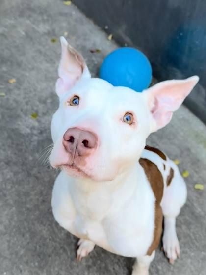 Enlarge Babe, a Adoptable mixed breed in Chicago, IL image 1/1