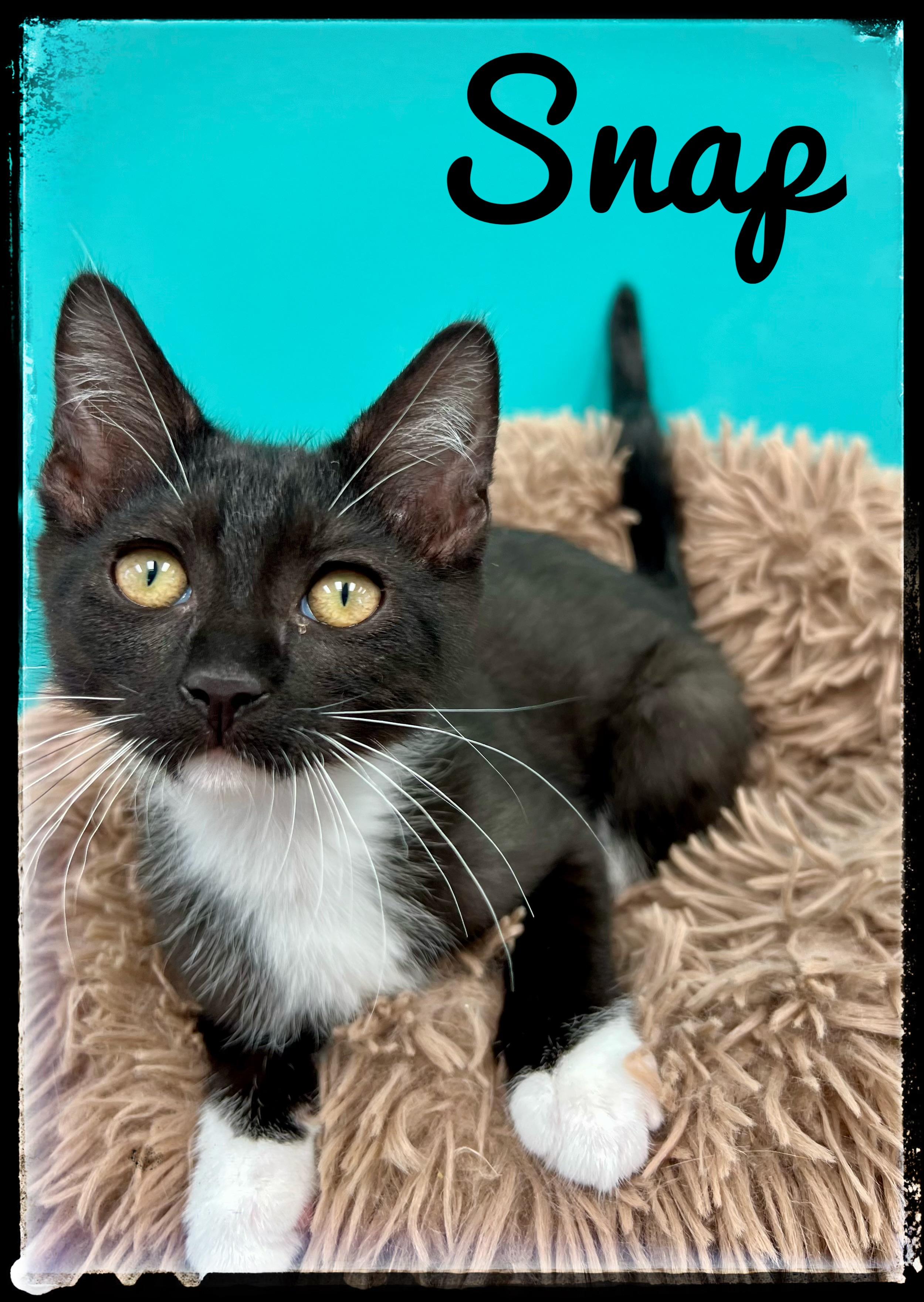 Snap, Adoptable, Kitten Female Domestic Short Hair.