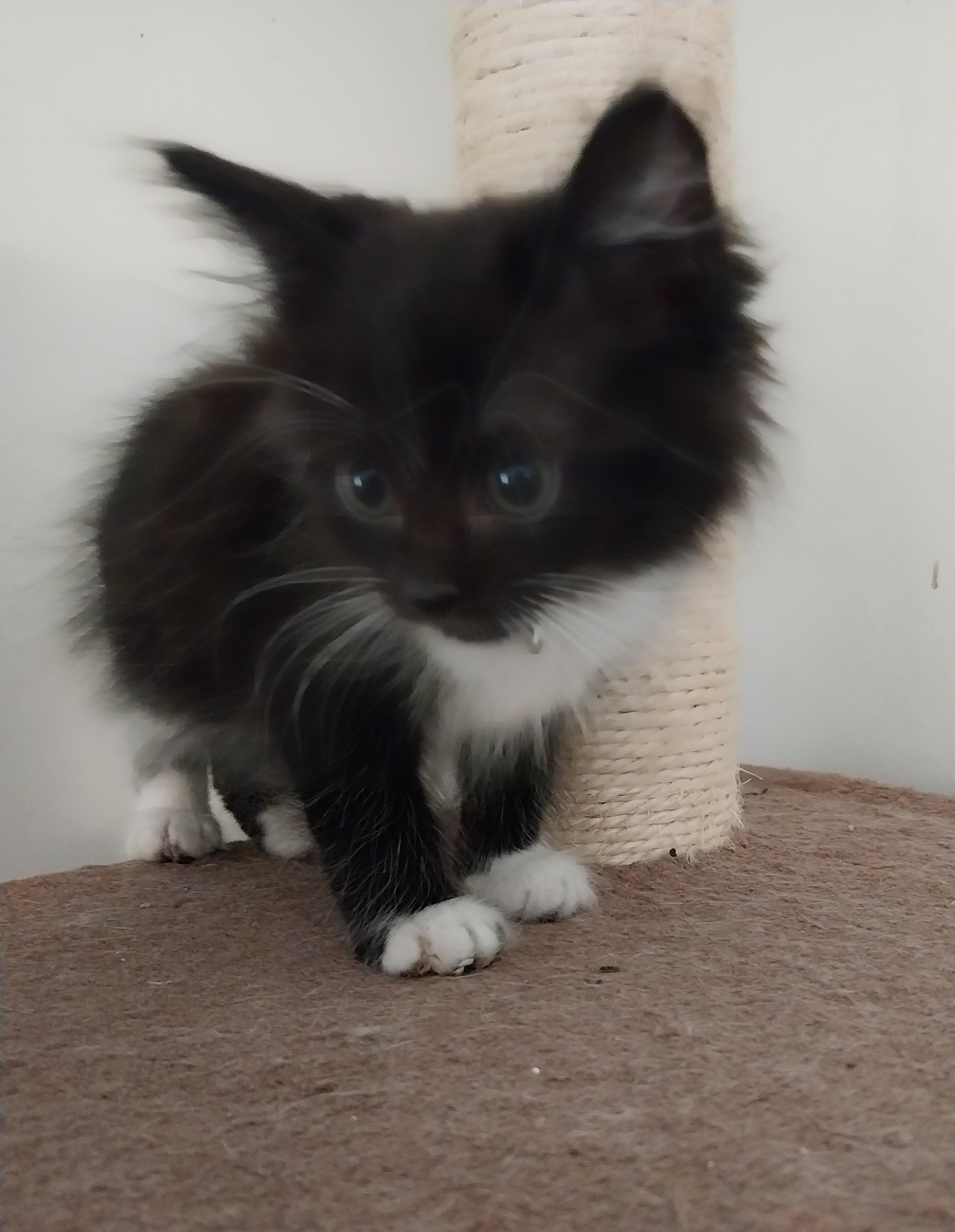 Sherman, adopted, Kitten Male Domestic Long Hair.