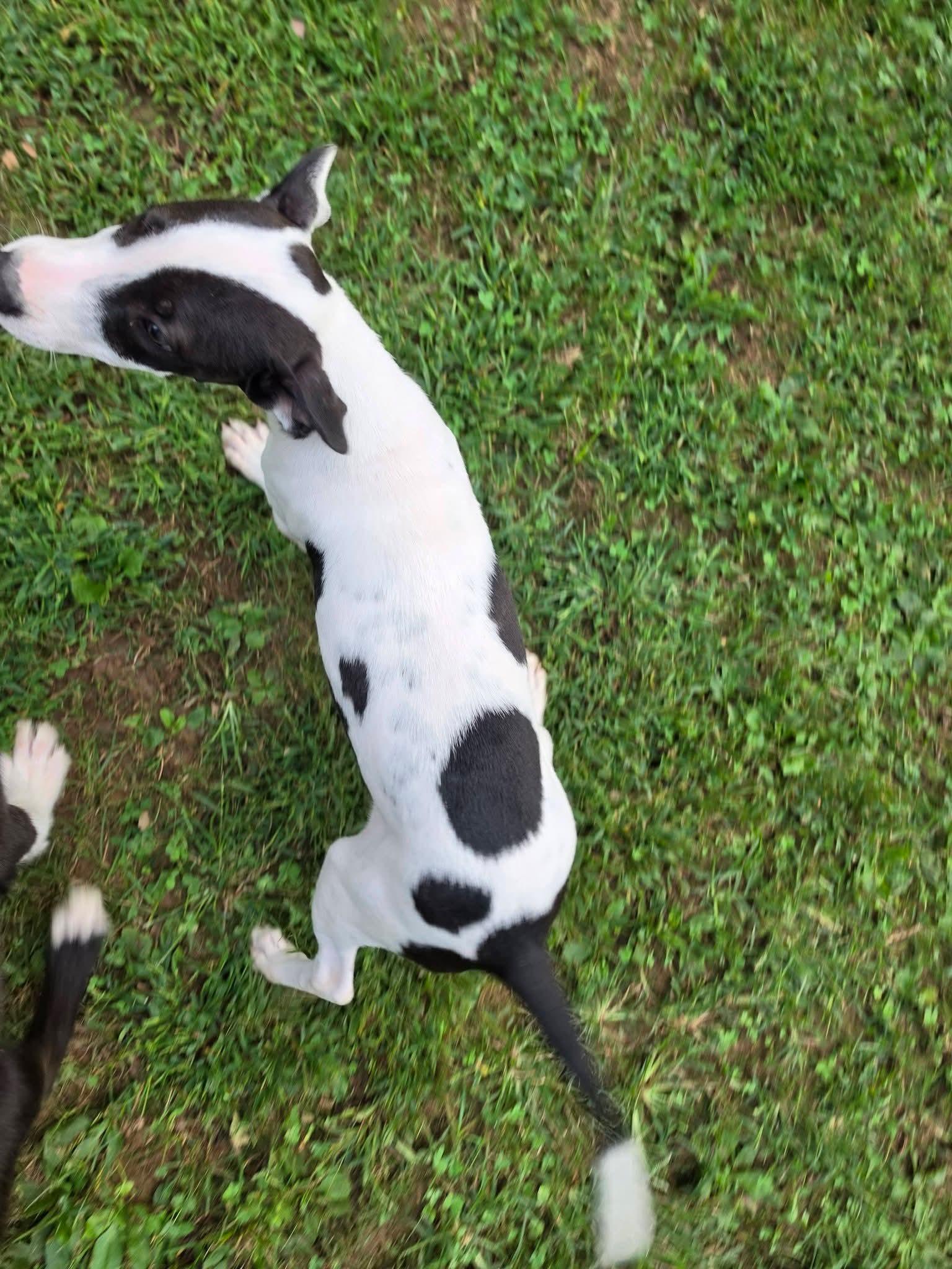 Enlarge Gillian, a Adoptable mixed breed in Lexington, MO image 4/5