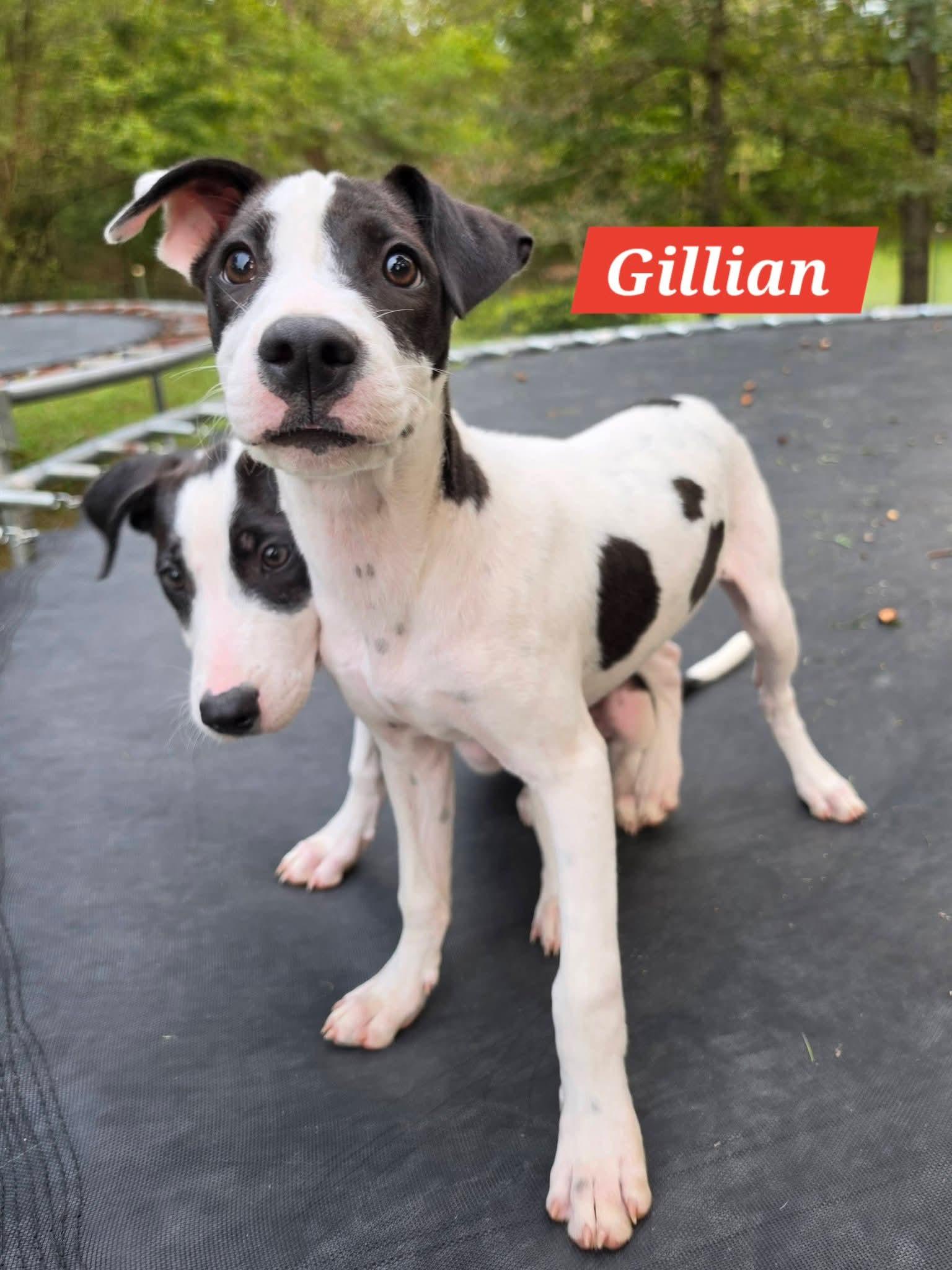 Enlarge Gillian, a Adoptable mixed breed in Lexington, MO image 1/5
