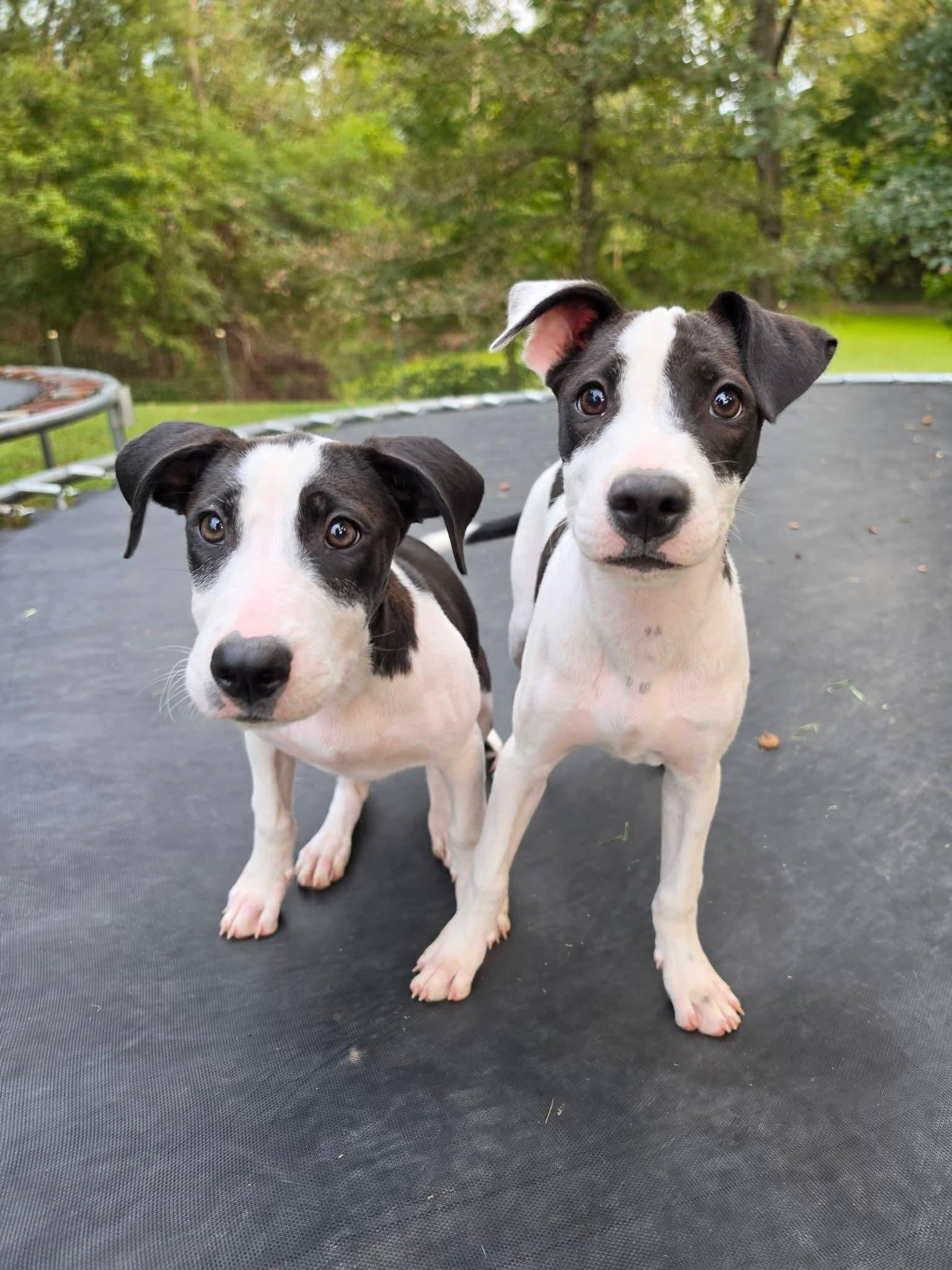 Enlarge Gillian, a Adoptable mixed breed in Lexington, MO image 3/5