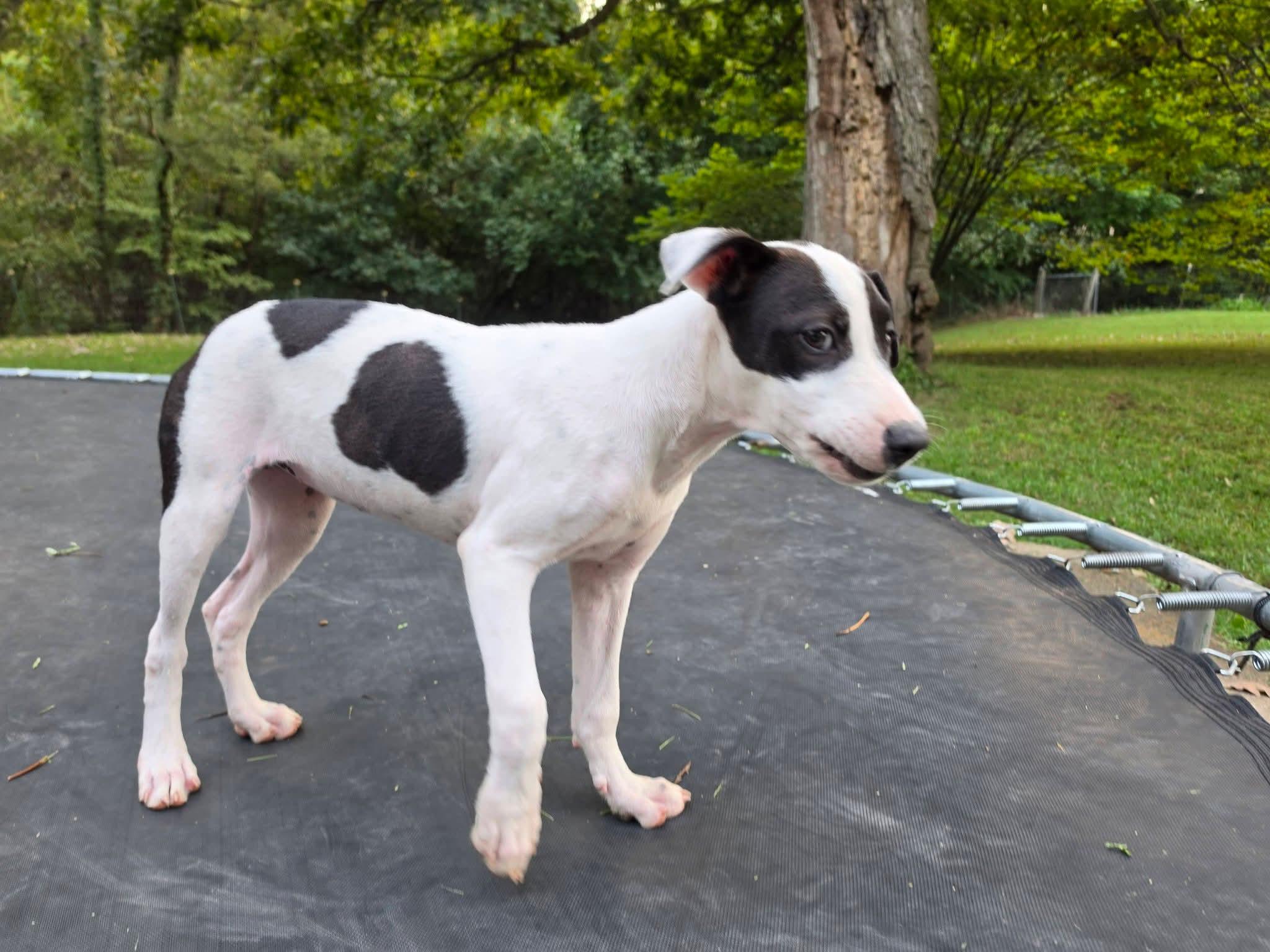 Enlarge Gillian, a Adoptable mixed breed in Lexington, MO image 5/5