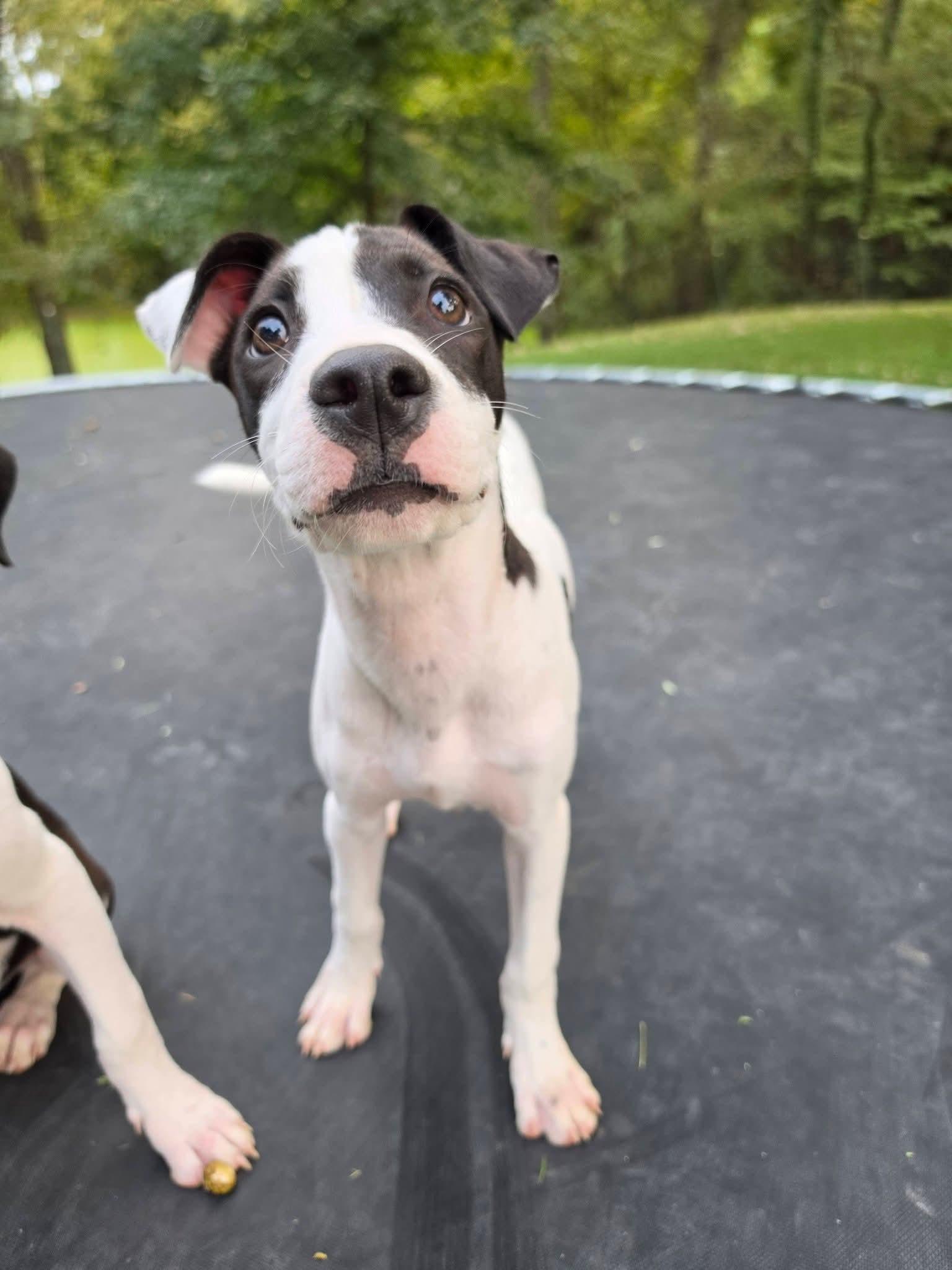 Enlarge Gillian, a Adoptable mixed breed in Lexington, MO image 2/5