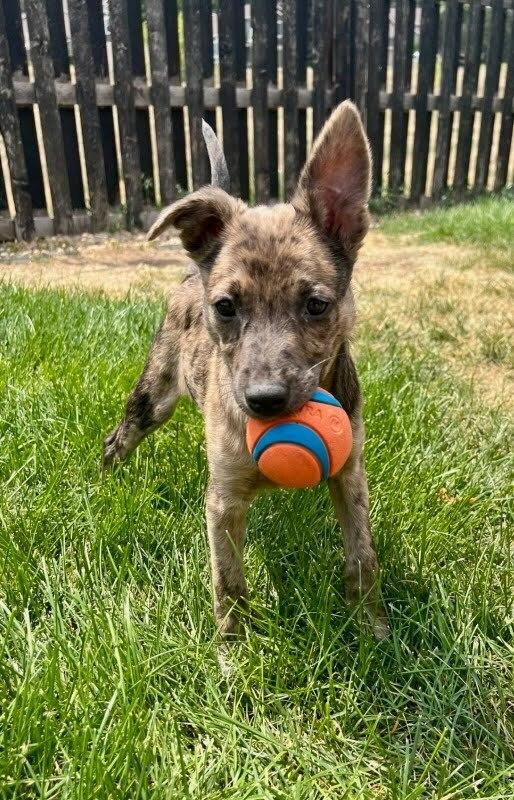 Enlarge Hornet, a Adoptable mixed breed in Sedalia, CO image 1/6