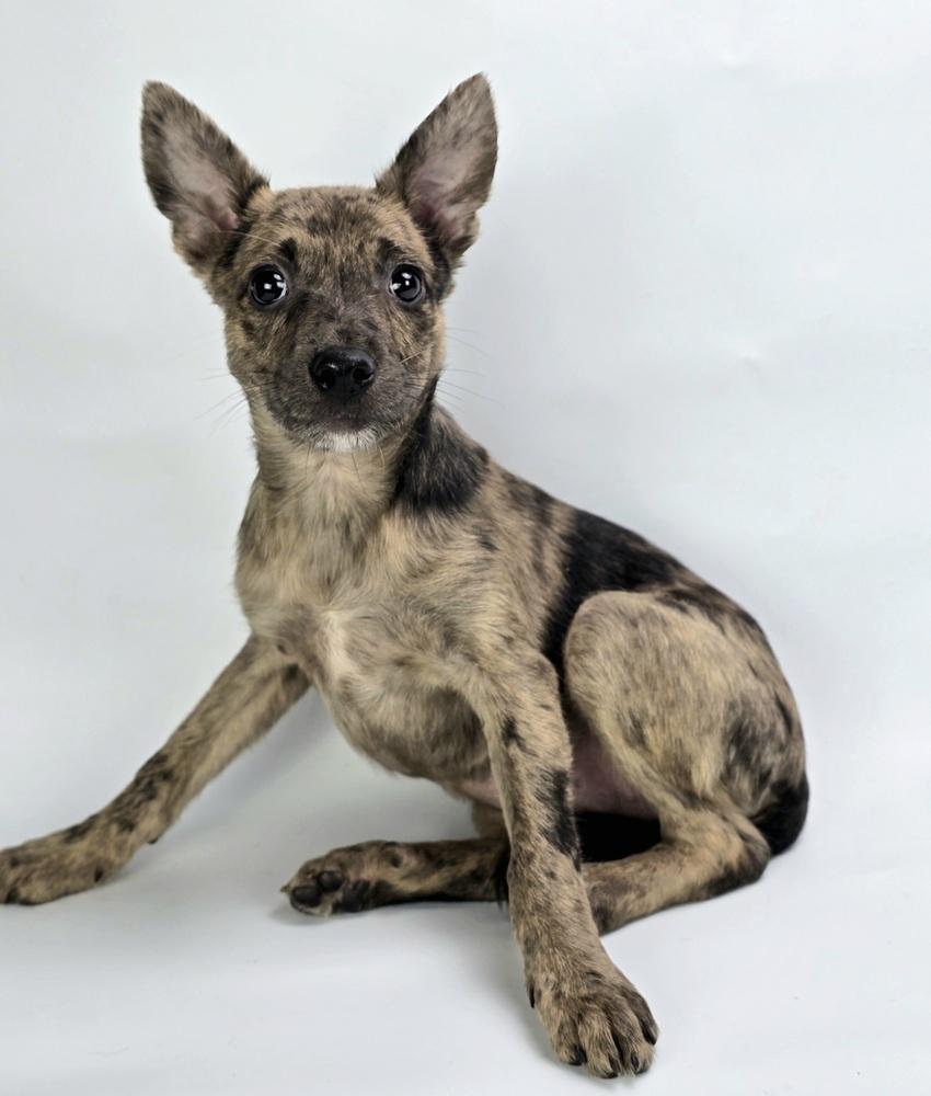 Enlarge Hornet, a Adoptable mixed breed in Sedalia, CO image 2/6