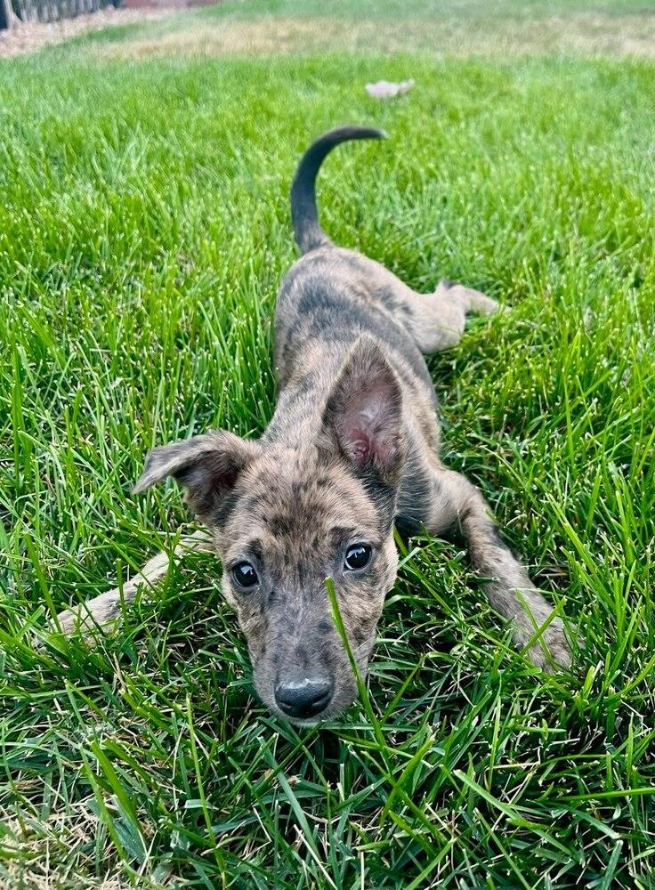 Enlarge Hornet, a Adoptable mixed breed in Sedalia, CO image 3/6