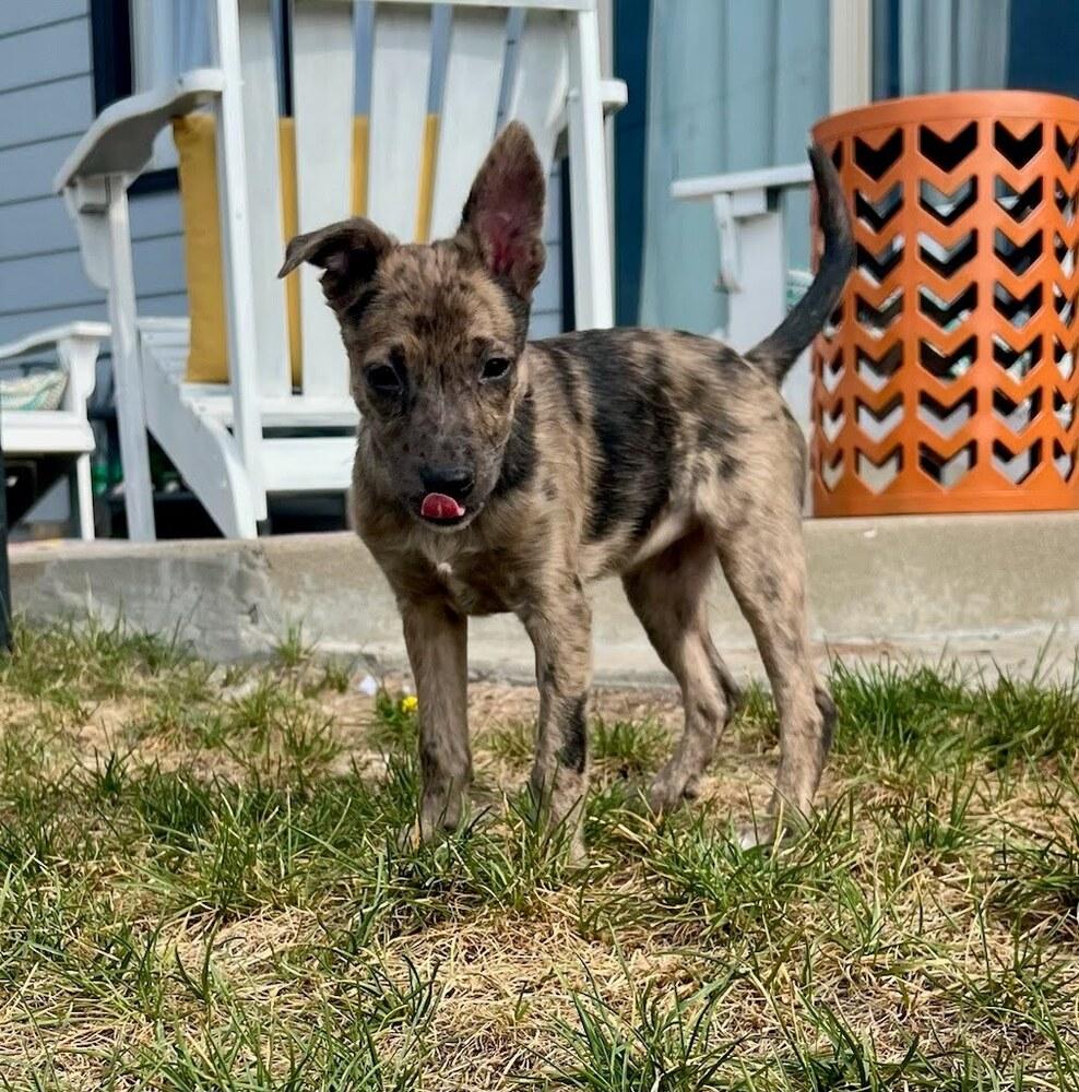 Enlarge Hornet, a Adoptable mixed breed in Sedalia, CO image 4/6
