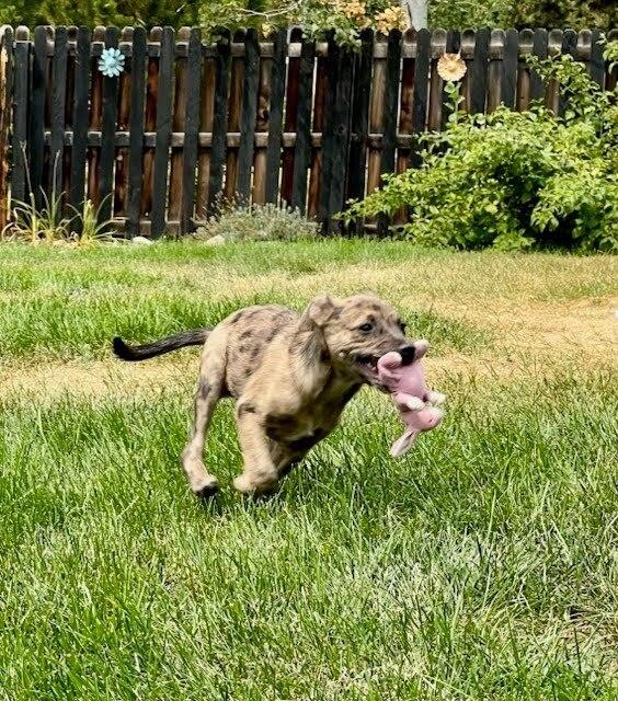 Enlarge Hornet, a Adoptable mixed breed in Sedalia, CO image 5/6