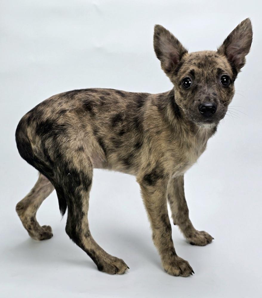 Enlarge Hornet, a Adoptable mixed breed in Sedalia, CO image 6/6