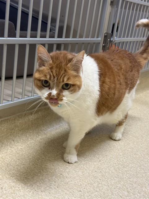 ZIGGY, Adoptable, Senior Male Domestic Short Hair.