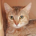 Lydia, ADOPTABLE, Adult Female Domestic Short Hair.
