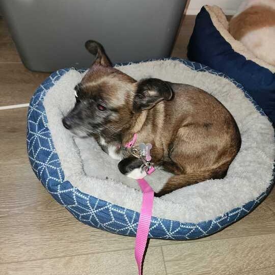 Enlarge Sweetie (I have a video!), an adopted mixed breed in Columbia, MD image 3/4