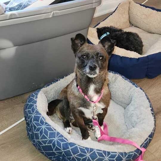 Enlarge Sweetie (I have a video!), an adopted mixed breed in Columbia, MD image 2/4