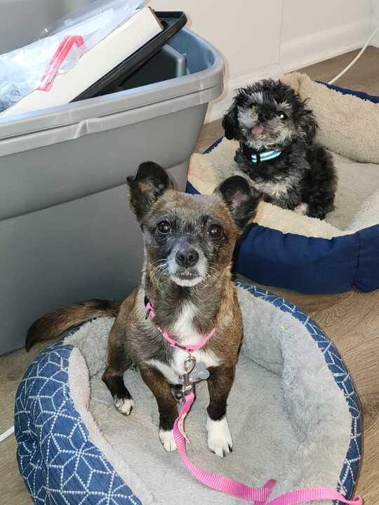 Enlarge Sweetie (I have a video!), an adopted mixed breed in Columbia, MD image 1/4