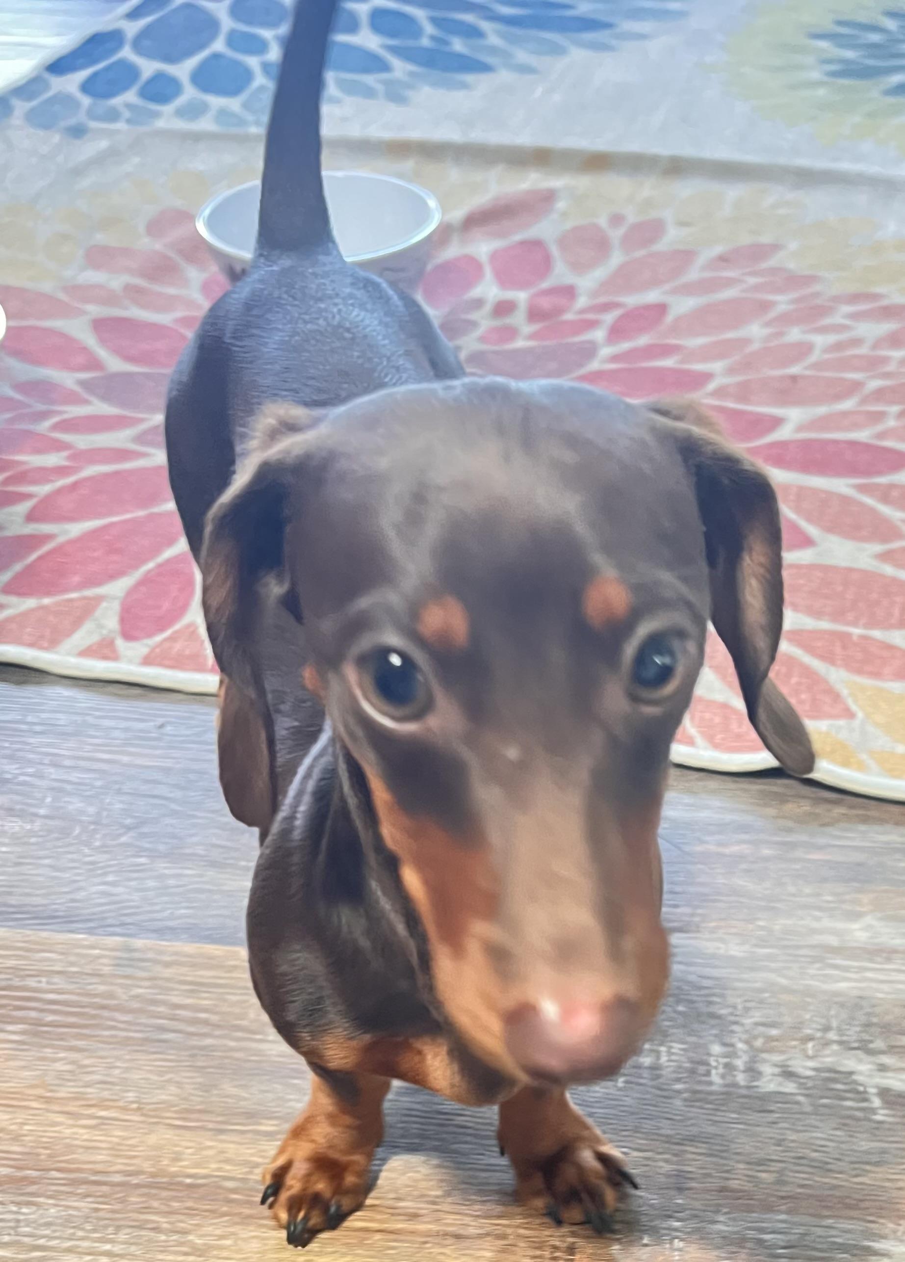 Enlarge Coco, an adopted Dachshund in Sarasota, FL image 5/6