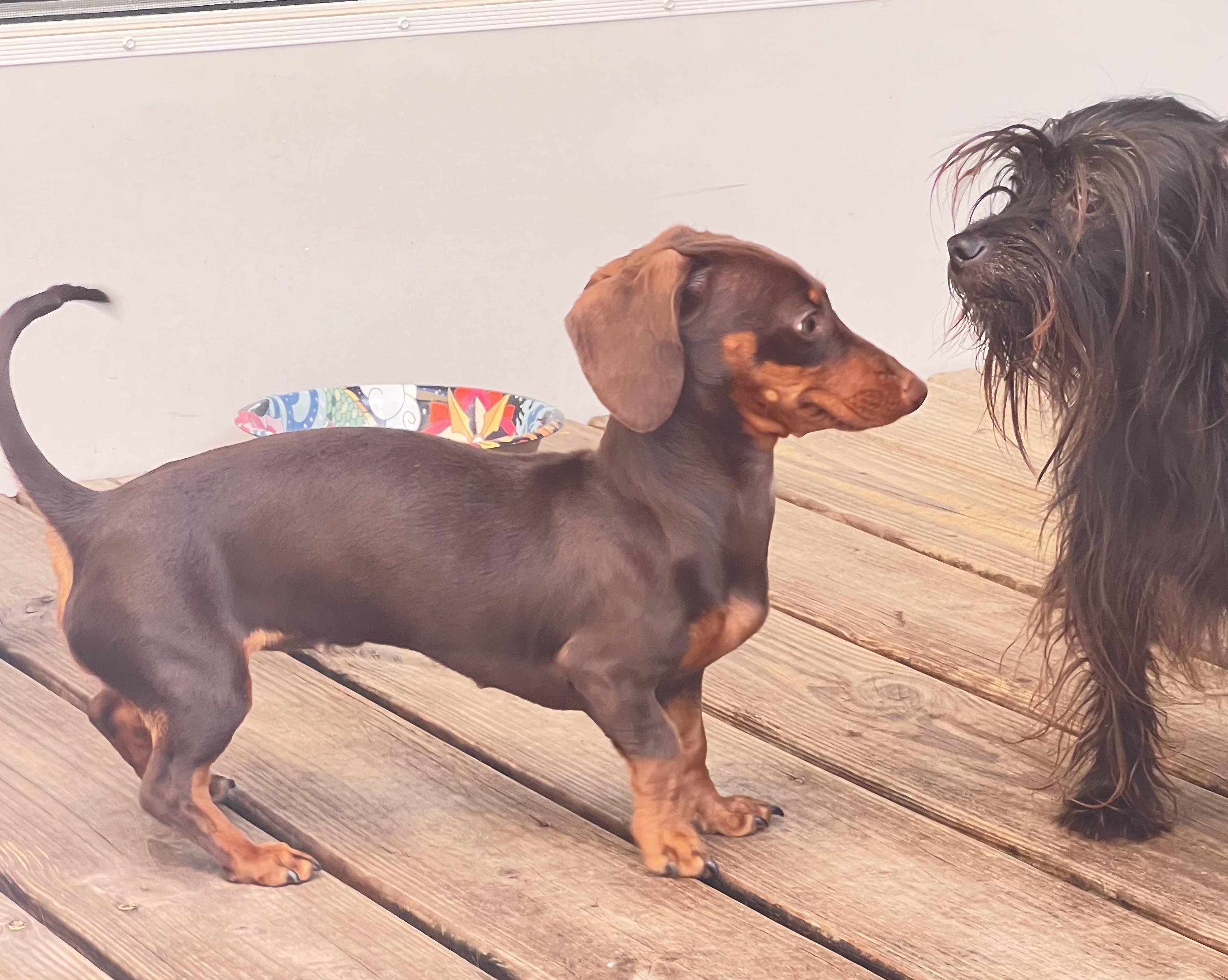 Enlarge Coco, an adopted Dachshund in Sarasota, FL image 6/6