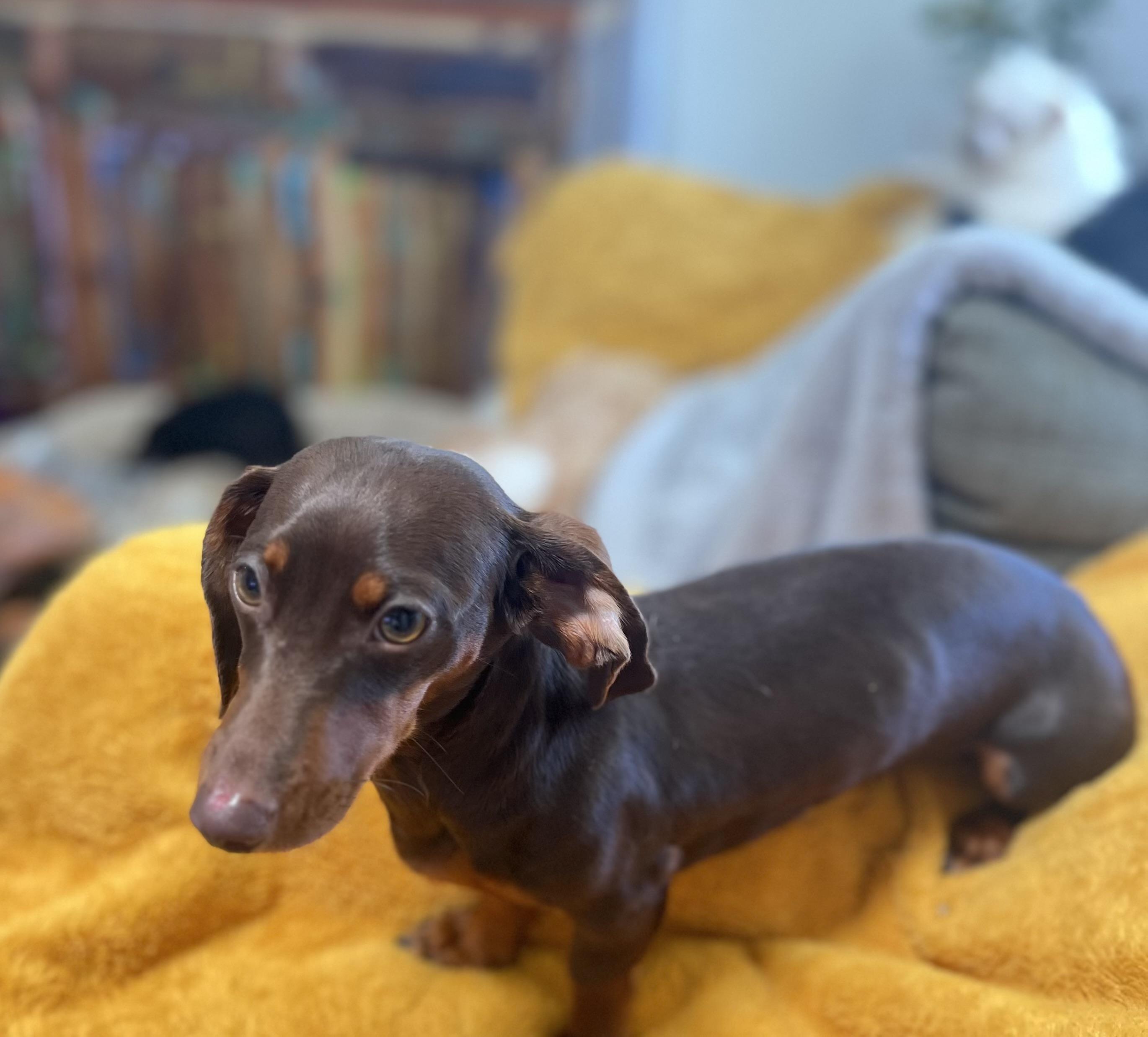 Enlarge Coco, an adopted Dachshund in Sarasota, FL image 2/6