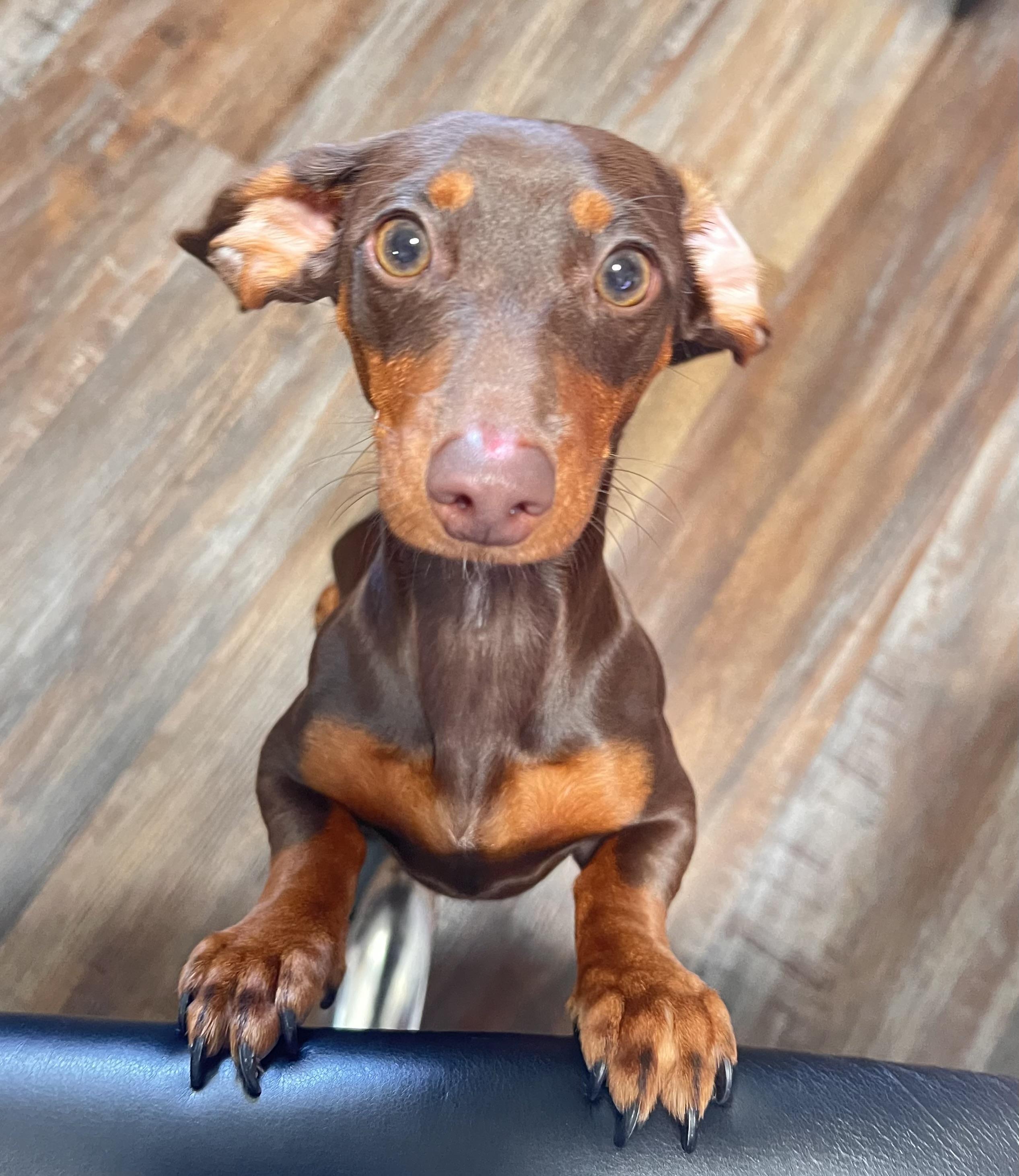 Enlarge Coco, an adopted Dachshund in Sarasota, FL image 4/6