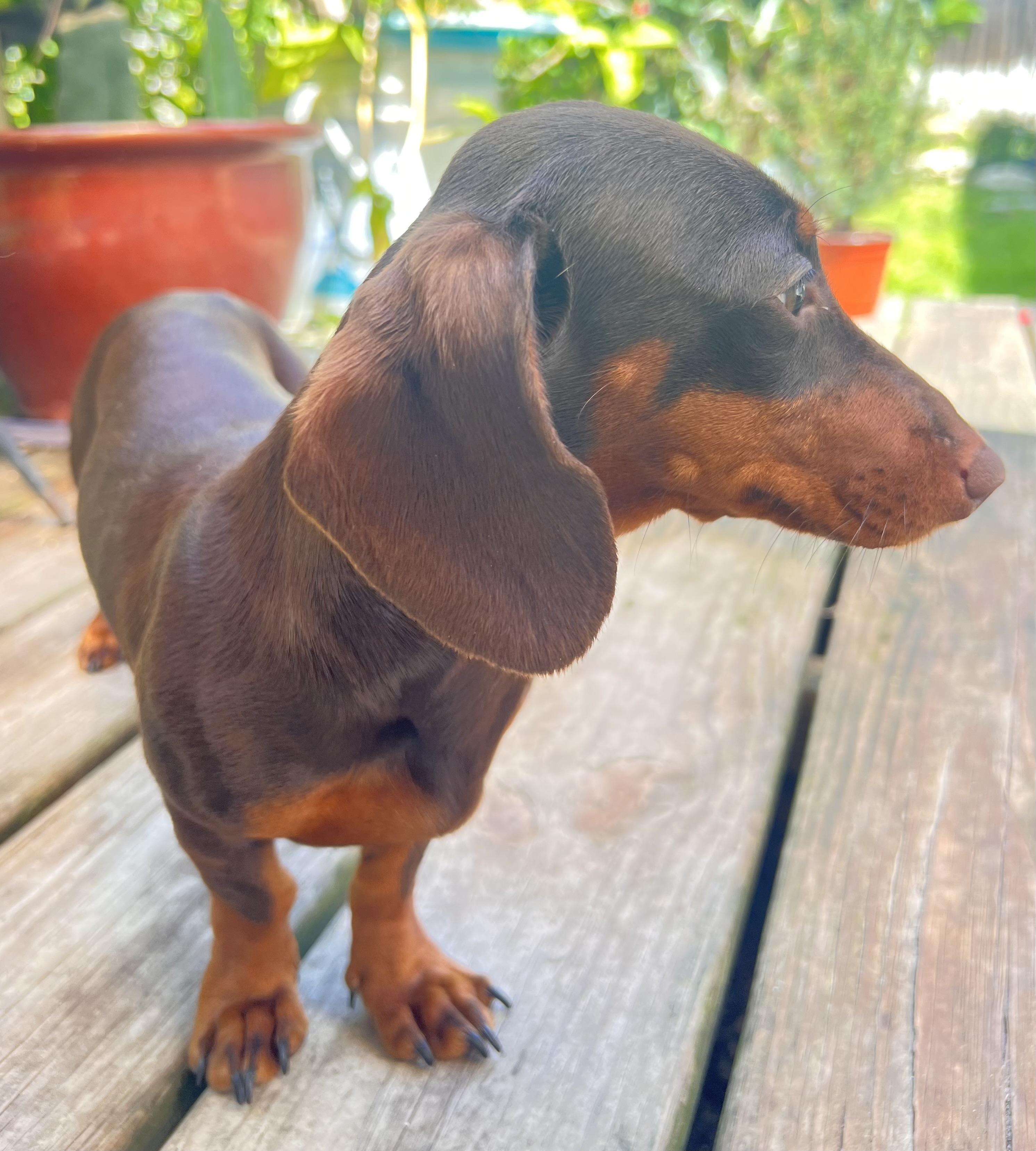 Coco, adopted, Young Female Dachshund.